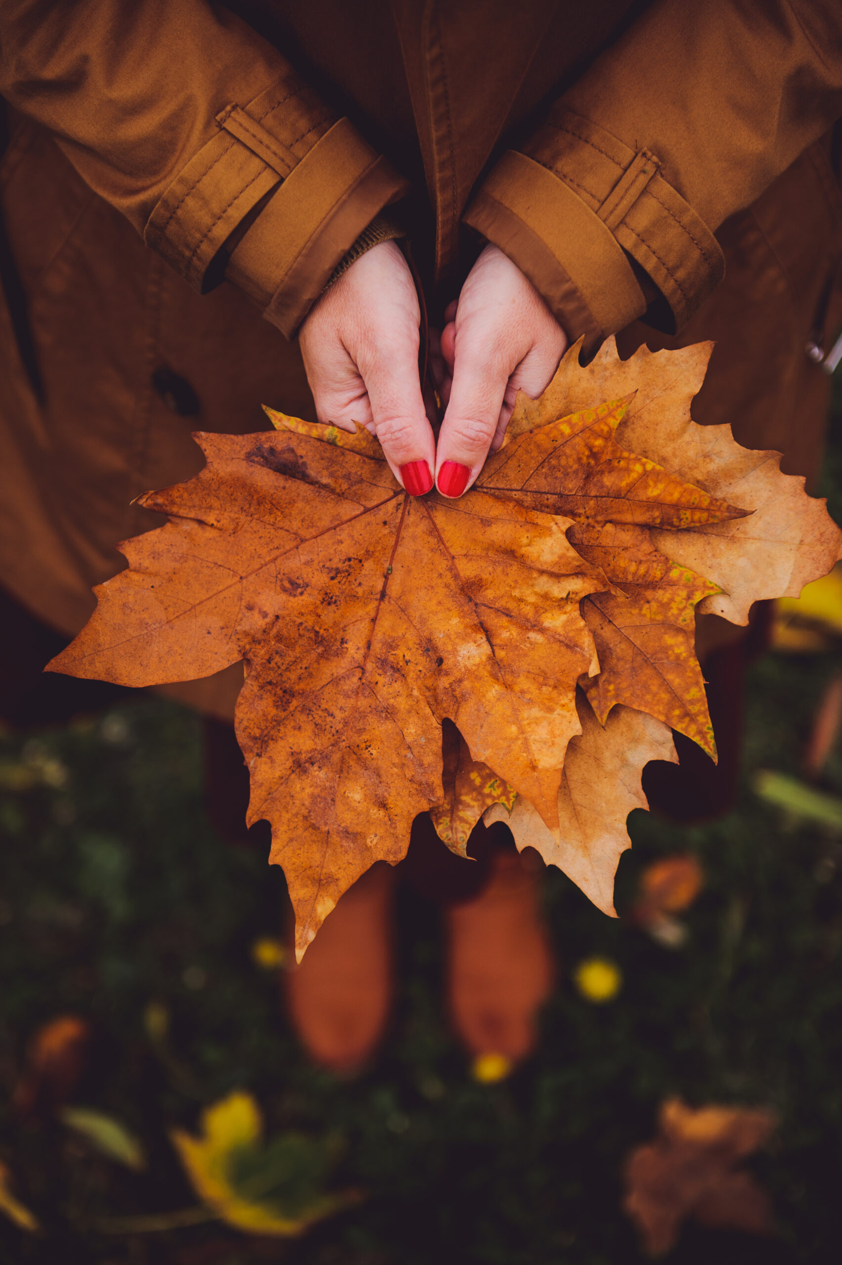 Autumn leaves and warm seasonal tones